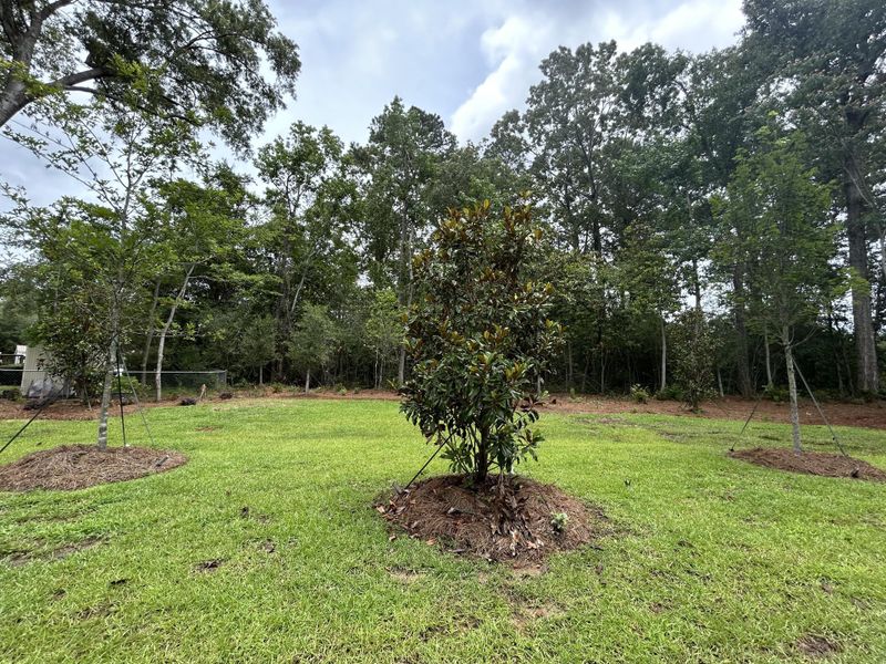 Natural landscape and outdoor views near  in Summerville (Image 38).