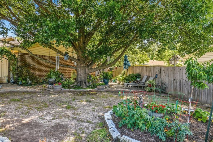 Expansive backyard featuring a large mature tree, a dedicated garden area with established plantings, and a solid wood privacy fence Expansive backyard featuring a large mature tree, a dedicated garden area with established plantings, and a solid wood privacy fence