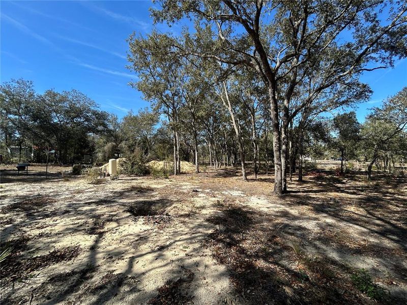 Natural landscape and outdoor views near  in Bronson (Image 13).