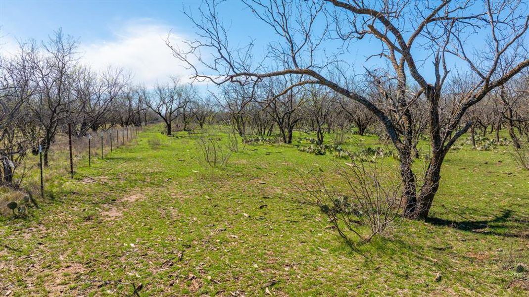 Natural landscape and outdoor views near  in Early (Image 31).