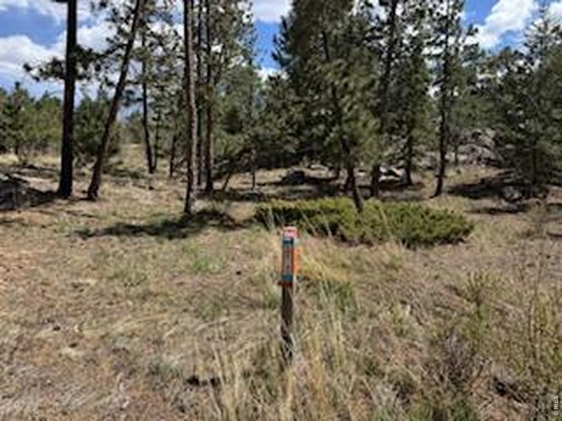 Natural landscape and outdoor views near  in Red Feather Lakes (Image 26).