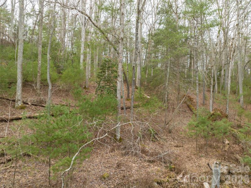Natural landscape and outdoor views near  in Asheville (Image 19).