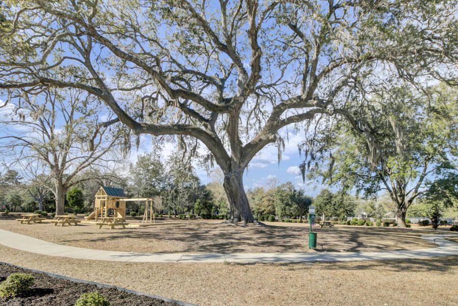 Natural landscape and outdoor views near  in Summerville (Image 35).