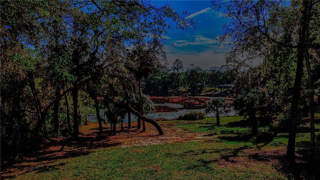 Natural landscape and outdoor views near  in Ocklawaha (Image 34).