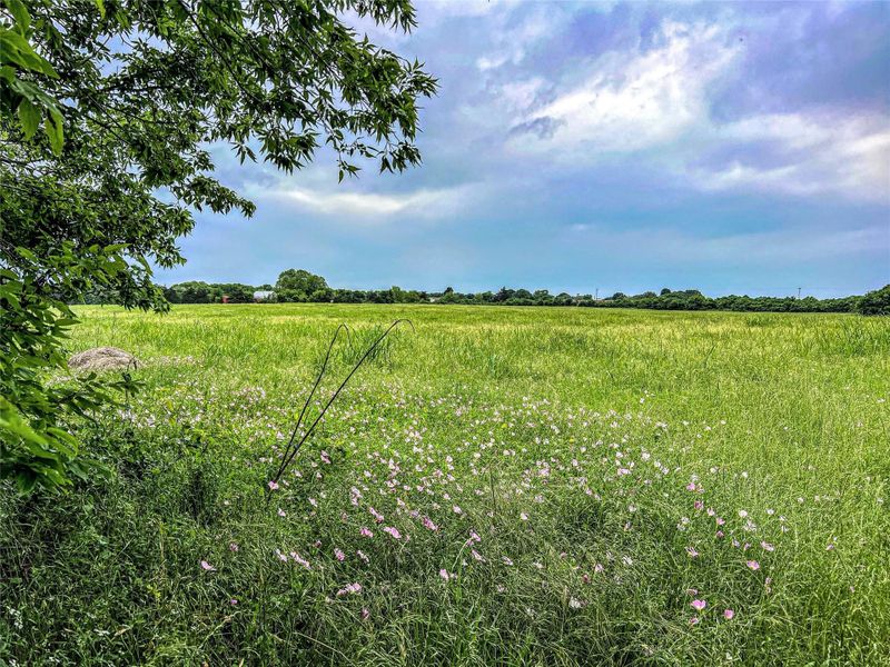 Natural landscape and outdoor views near  in Brenham (Image 4).