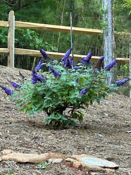 Groovy Grape Butterfly bush