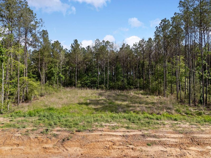 Natural landscape and outdoor views near  in Conroe (Image 6).