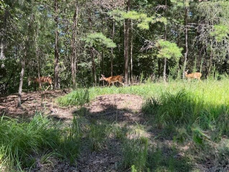 Natural landscape and outdoor views near  in Ellijay (Image 21).