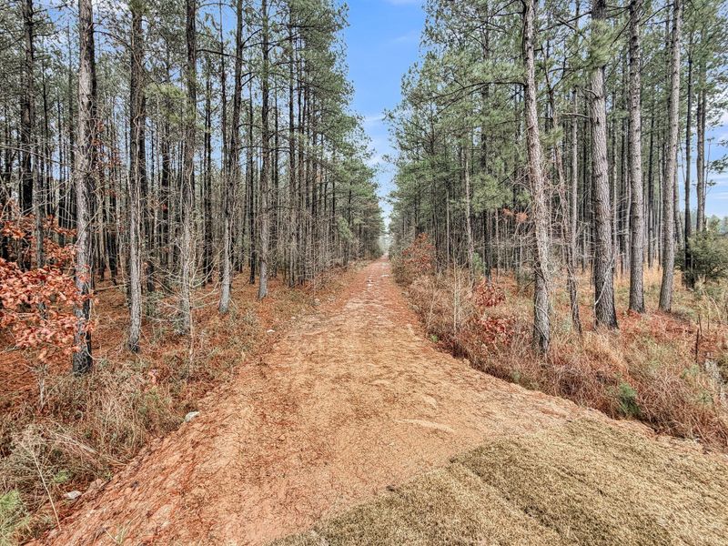 Natural landscape and outdoor views near Homecoming in Ravenel (Image 63).