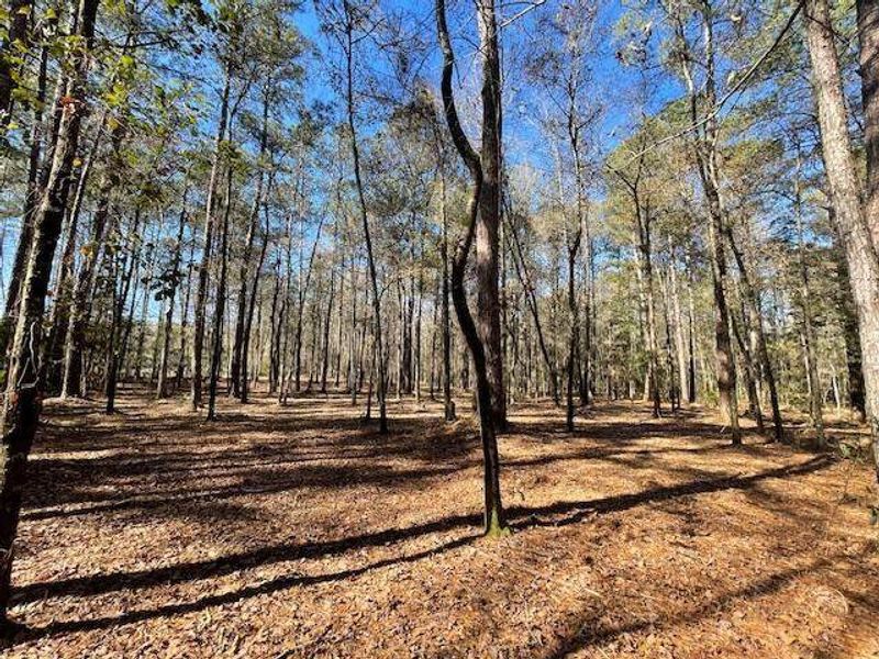 Natural landscape and outdoor views near  in Summerville (Image 23).