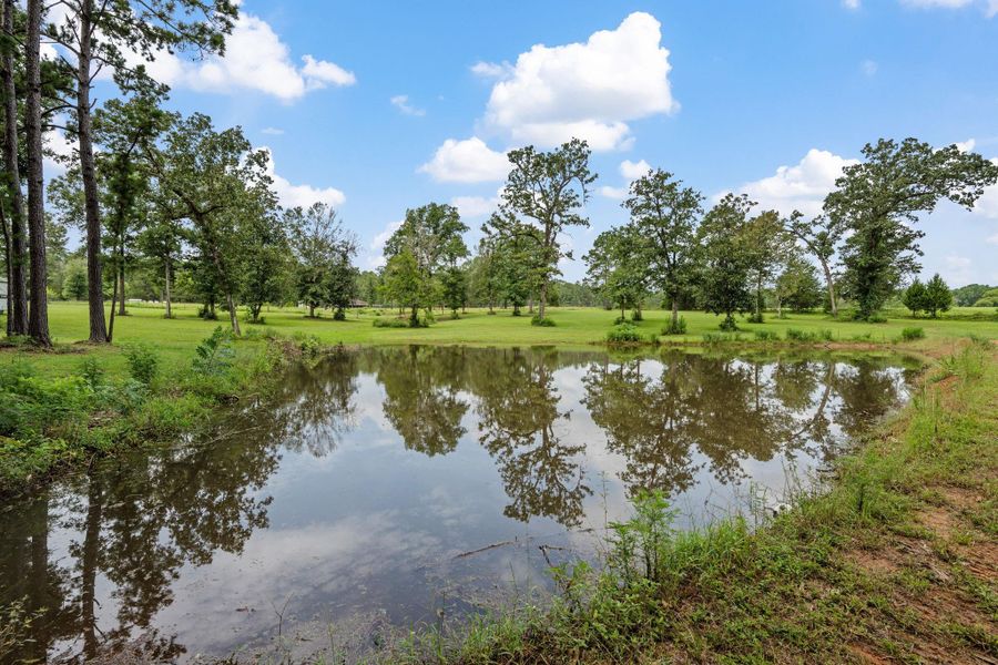 Pond Pond