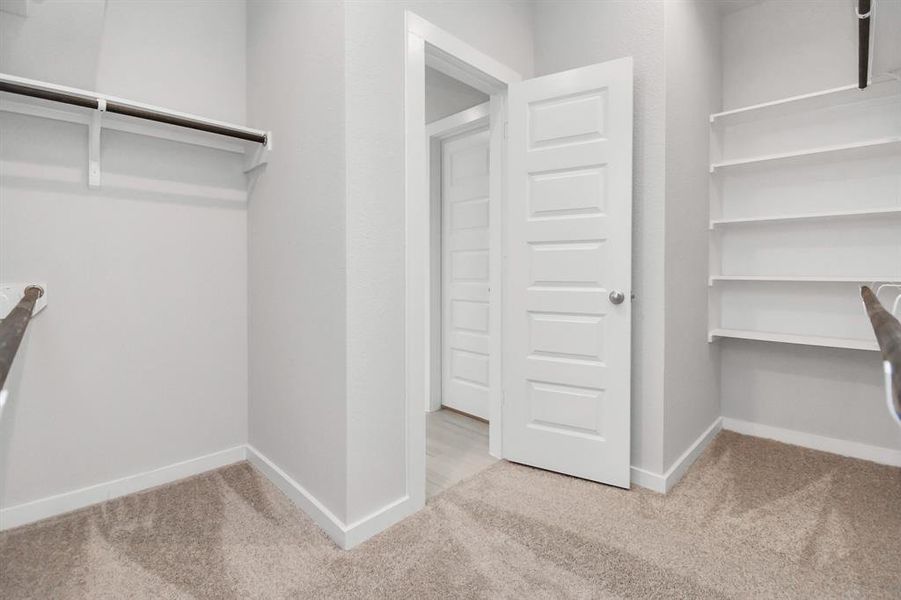 Roomy walk-in closet boasting high ceilings, plush carpeting, and built in shelving.