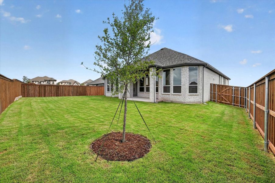 Backyard