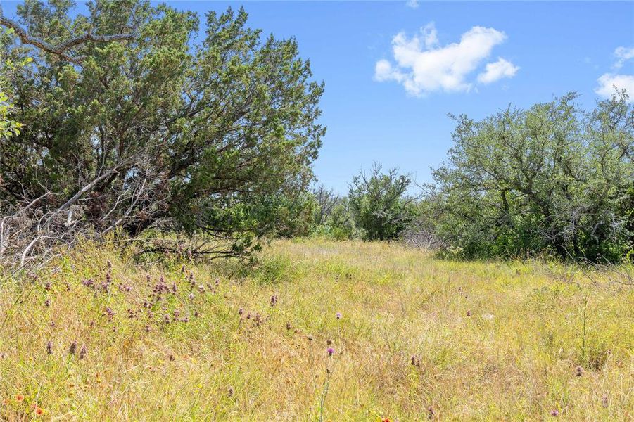Expansive natural landscape featuring varied trees and native grasses