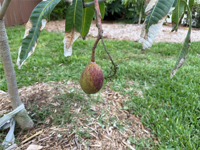 Natural landscape and outdoor views near  in Bradenton (Image 48).
