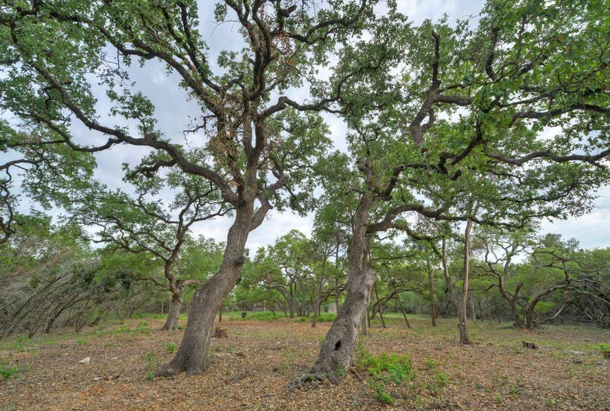 Natural landscape and outdoor views near  in Austin (Image 21).
