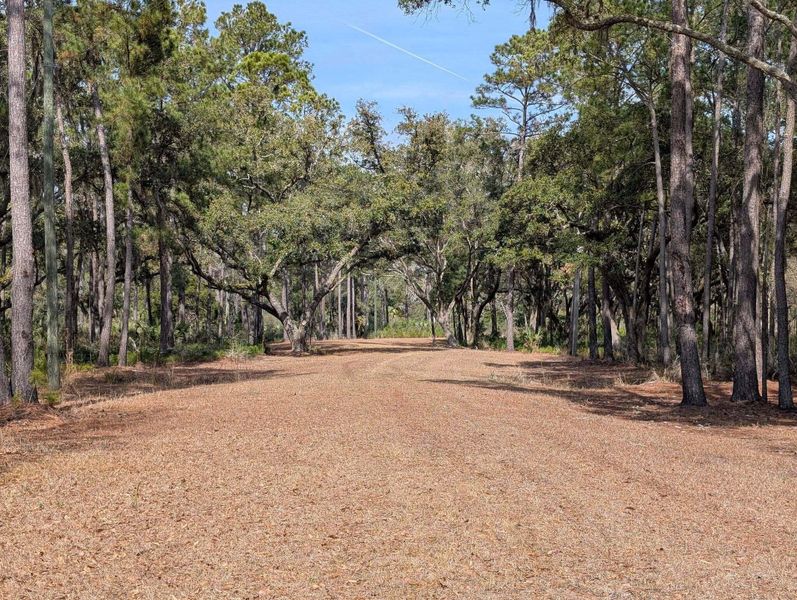 Natural landscape and outdoor views near  in Edisto Island (Image 42).