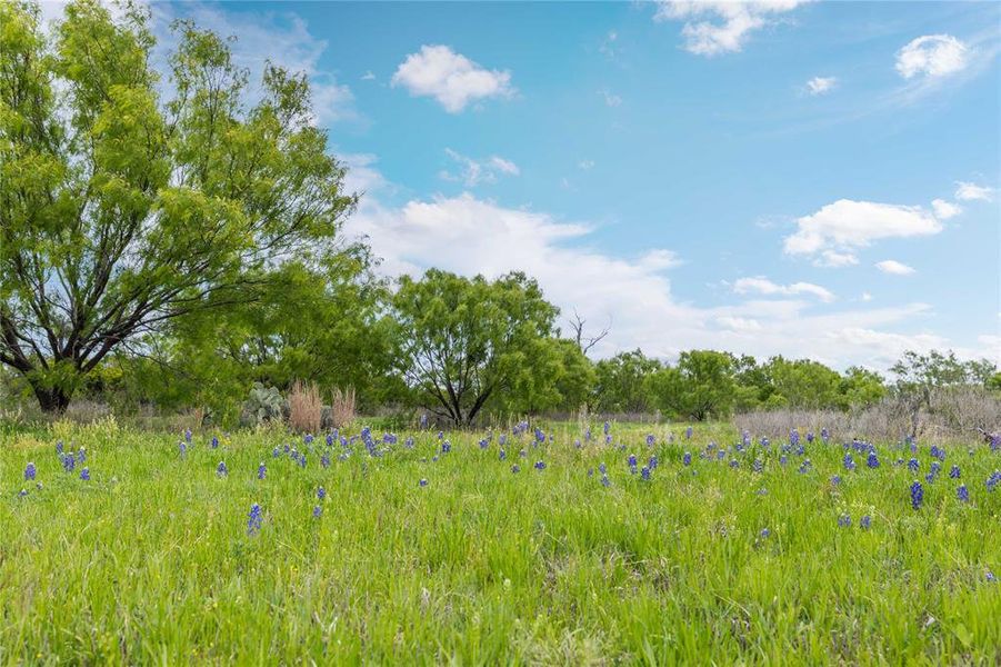 Natural landscape and outdoor views near  in Bangs (Image 31).