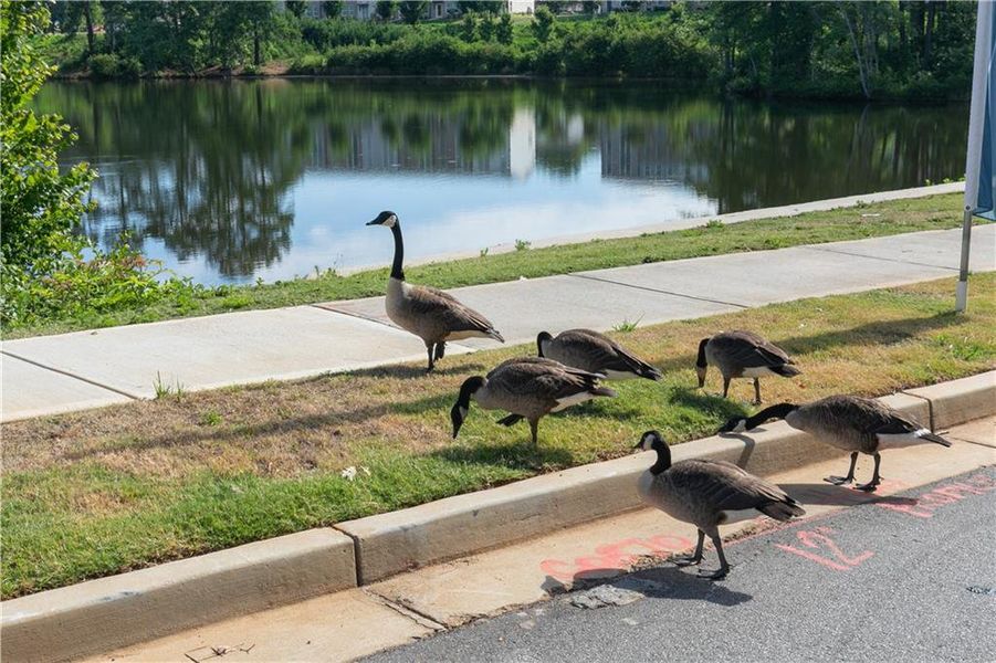 Image 75 of a home in Madison at Buice Lake.