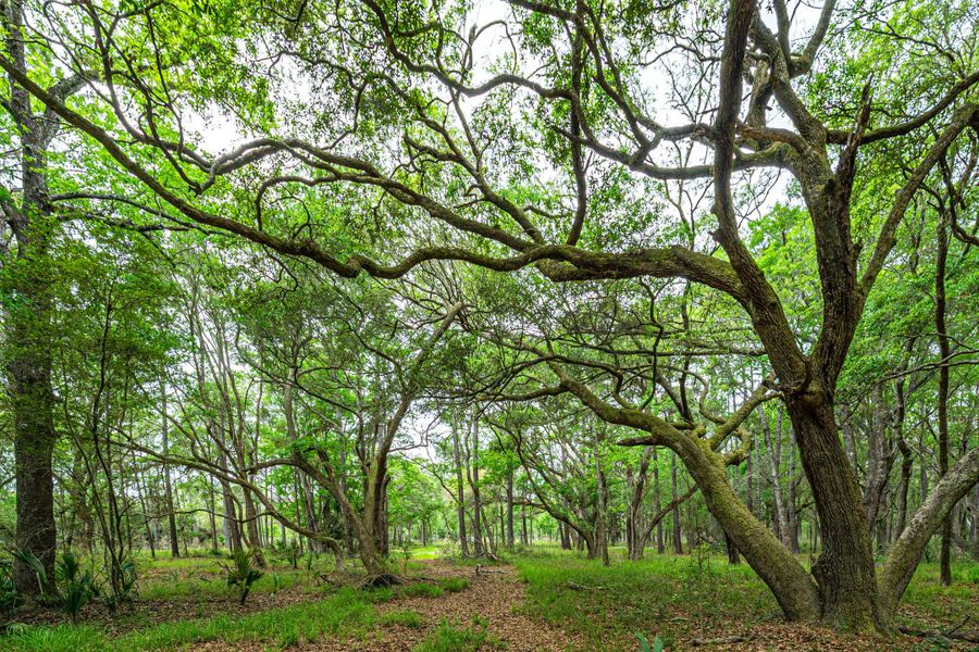 Natural landscape and outdoor views near  in Edisto Island (Image 30).