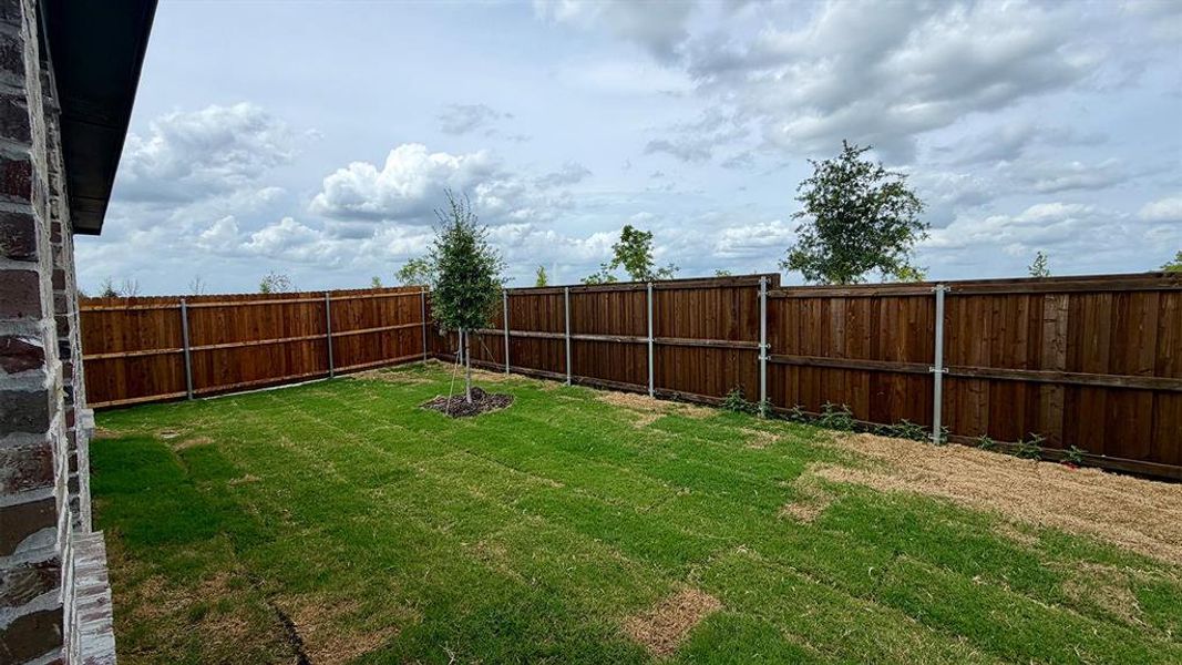 Fenced backyard featuring a manicured lawn, established privacy fencing, and a newly planted tree