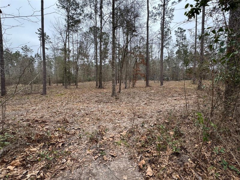 Natural landscape and outdoor views near  in Broaddus (Image 10).