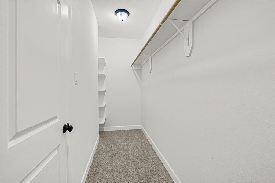 This photo shows a spacious walk-in closet with carpeted flooring, a long clothes rod, shelving, and bright overhead lighting, ideal for organized storage.