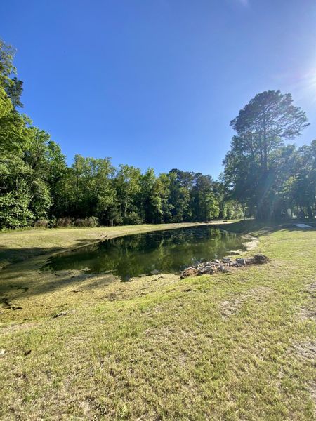 Natural landscape and outdoor views near Waterloo Estates in Johns Island (Image 33).