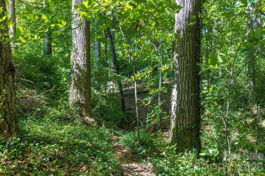 Serene Trails
