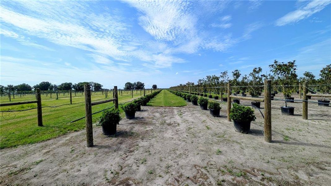 Natural landscape and outdoor views near  in Wauchula (Image 47).