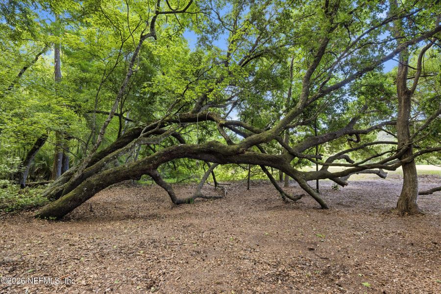 Natural landscape and outdoor views near  in St. Augustine (Image 65).