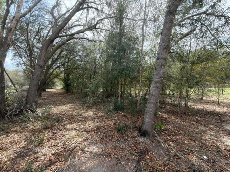 Natural landscape and outdoor views near  in Bronson (Image 27).