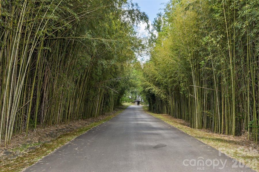 Beautiful drive into neighborhood