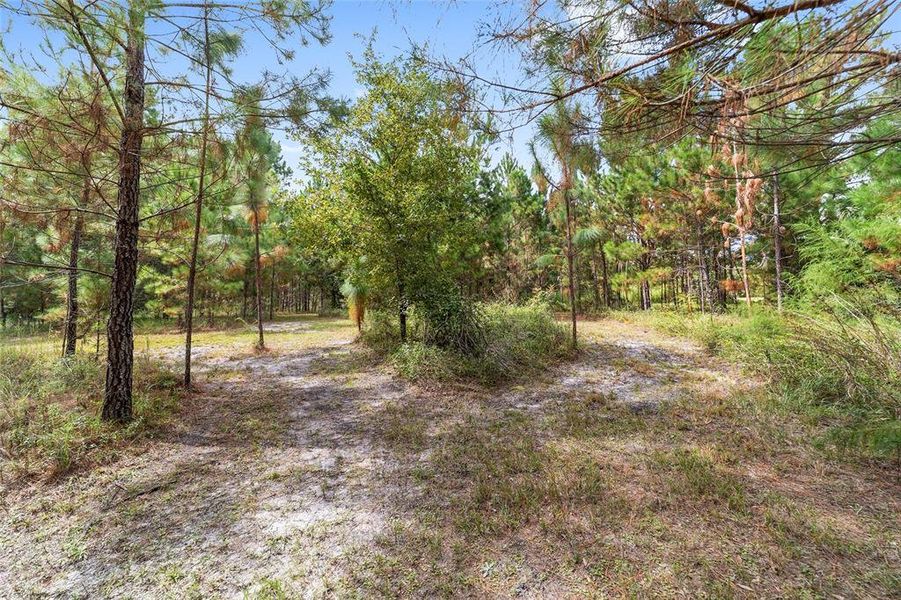 Natural landscape and outdoor views near  in Williston (Image 74).