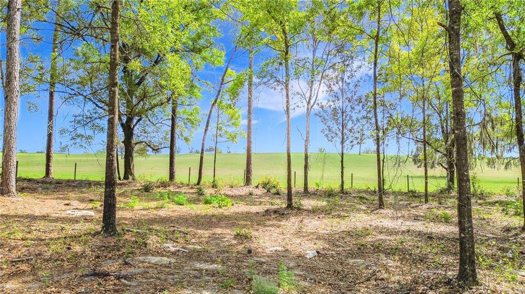 Natural landscape and outdoor views near  in Dunnellon (Image 35).