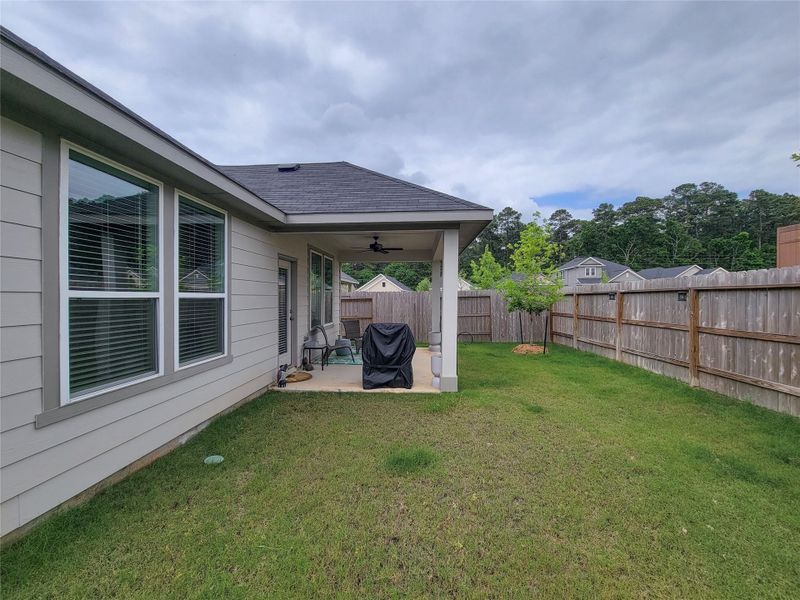 back yard