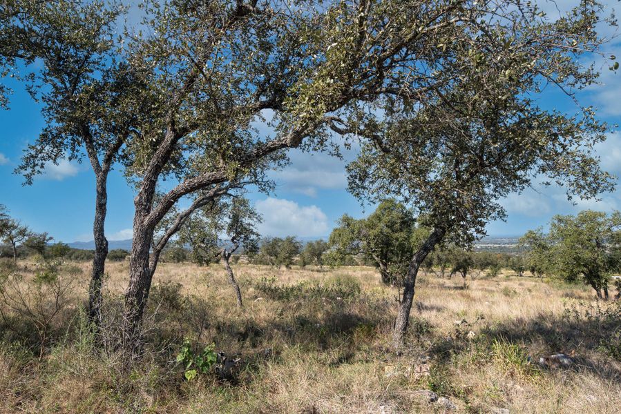 Natural landscape and outdoor views near  in Kingsland (Image 17).