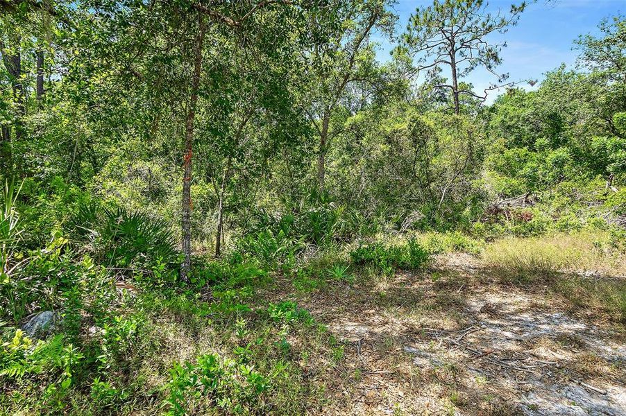 Natural landscape and outdoor views near  in Pierson (Image 36).