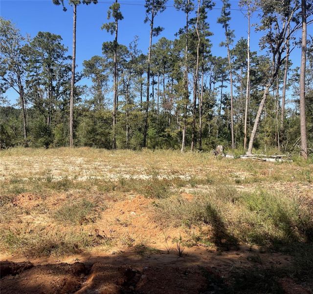 Natural landscape and outdoor views near  in Willis (Image 5).