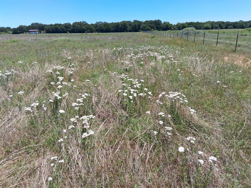 Natural landscape and outdoor views near in Rising Star (Image 7). Natural landscape and outdoor views near in Rising Star (Image 7).