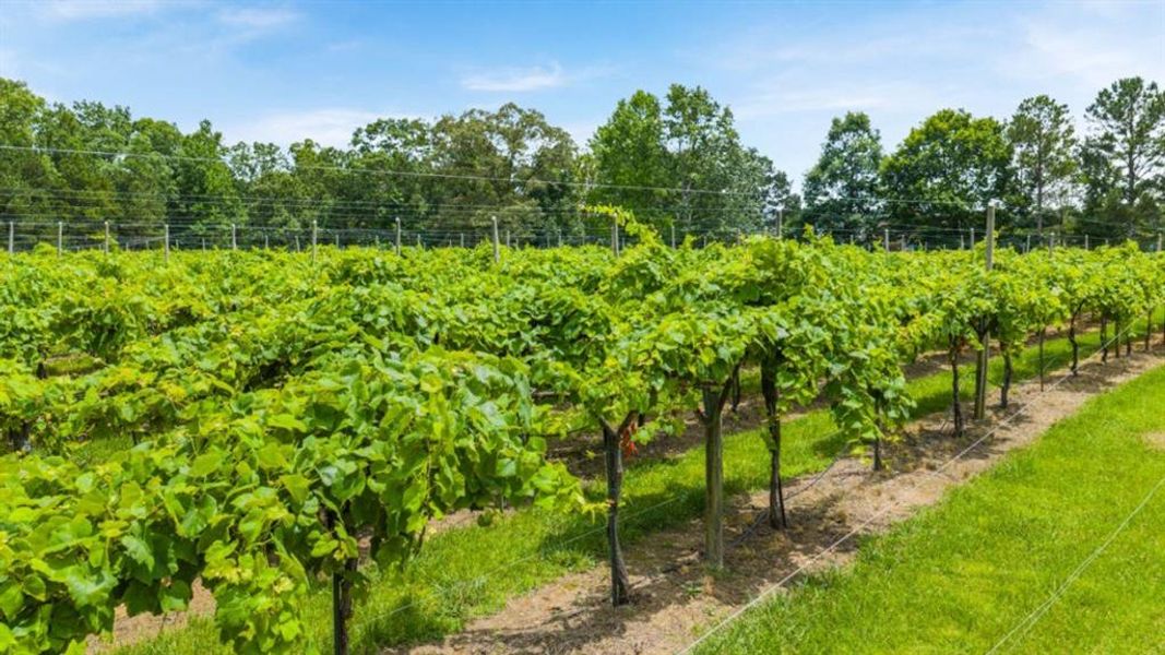 Natural landscape and outdoor views near Northwoods at Mirror Lake in Villa Rica (Image 63). Natural landscape and outdoor views near Northwoods at Mirror Lake in Villa Rica (Image 63).