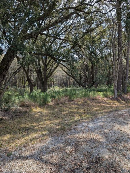 Natural landscape and outdoor views near  in Edisto Island (Image 40).
