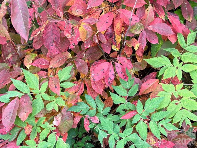 Natural landscape and outdoor views near  in Canton (Image 12).