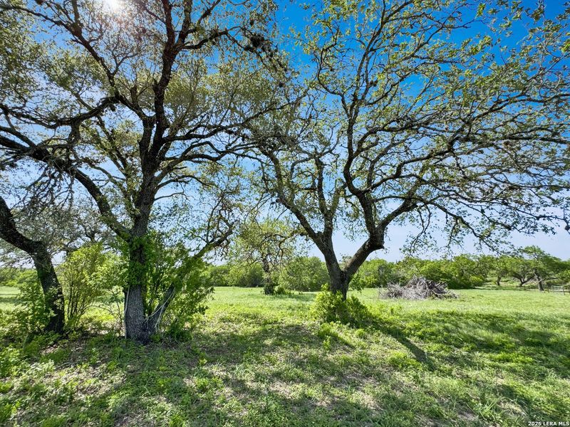 Natural landscape and outdoor views near  in Beeville (Image 22).