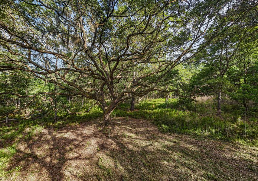 Natural landscape and outdoor views near  in Edisto Island (Image 18).