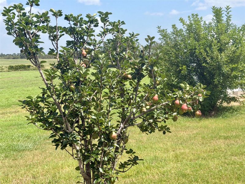 Mature fruit tree graces this generous parcel, providing a verdant, productive outdoor space.