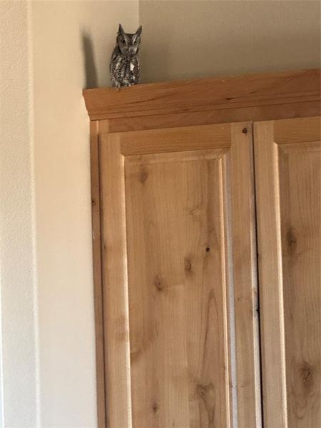 Notice the baby owl in the kitchen.  Natural pest control!