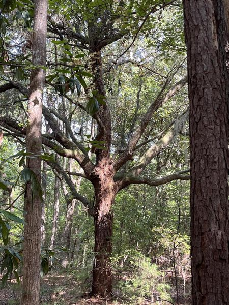 Natural landscape and outdoor views near  in Johns Island (Image 22).