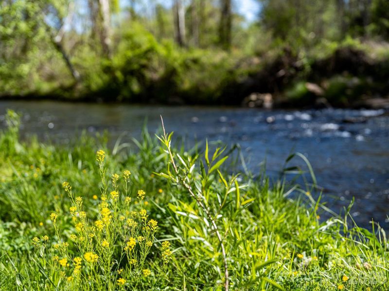 spend your evenings down by the creek