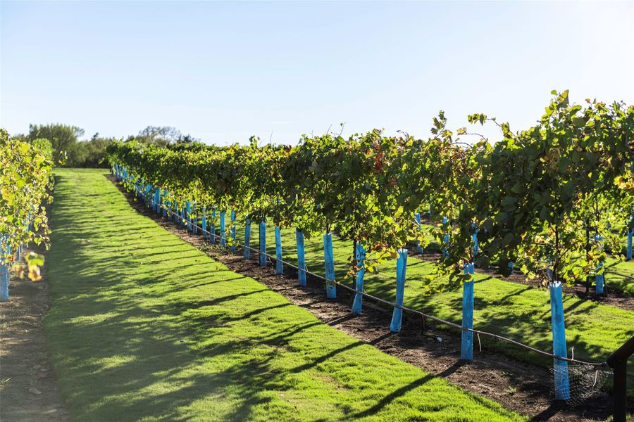 Image 8 of a home in Gatherings® at Chambers Creek: Signature Collection. Image 8 of a home in Gatherings® at Chambers Creek: Signature Collection.